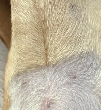 犬隻傷口恢復記錄,護理後照片
