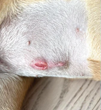 犬隻傷口恢復記錄,護理前照片